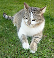 Katze - Hauer Hof